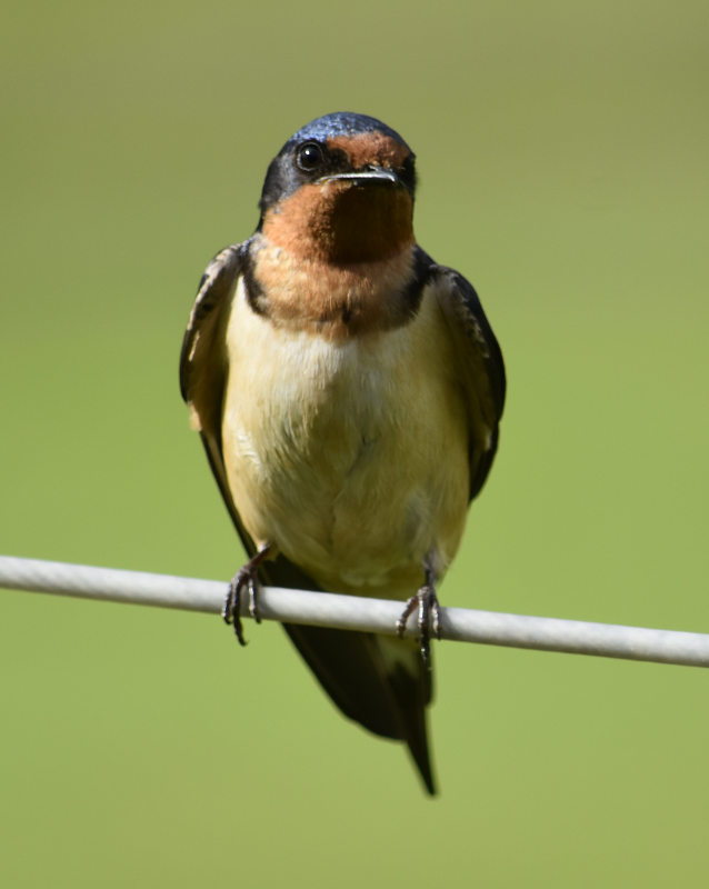 Barn Swallow