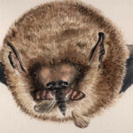 BatWtihMothCloseFixed