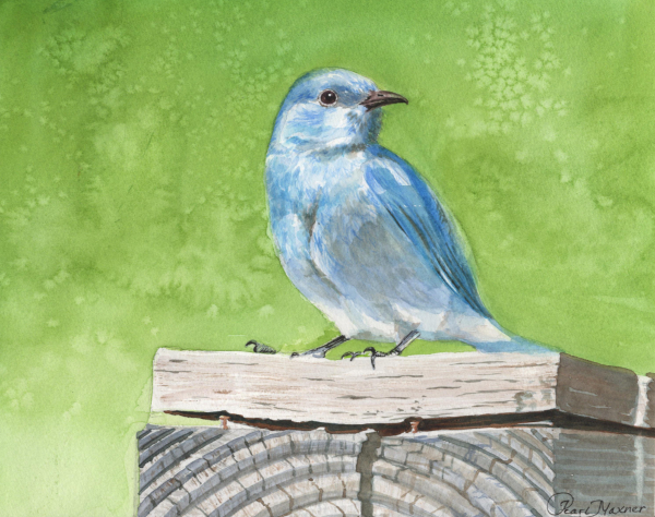 Mountain Bluebird