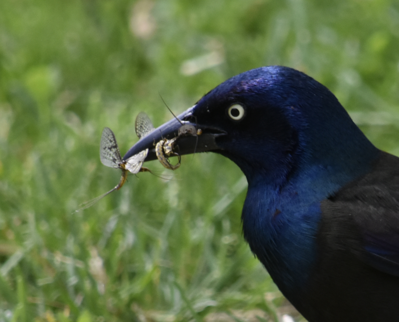 Common Grackle