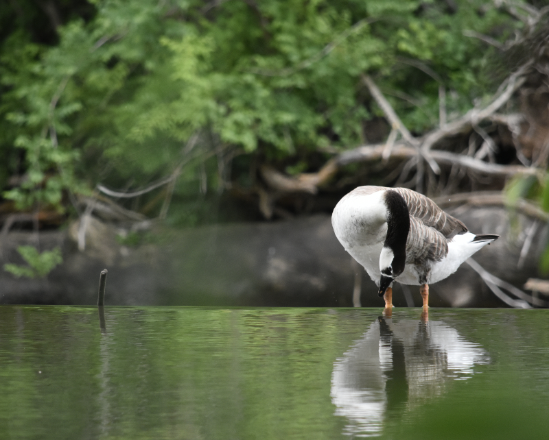 Goose Reflection