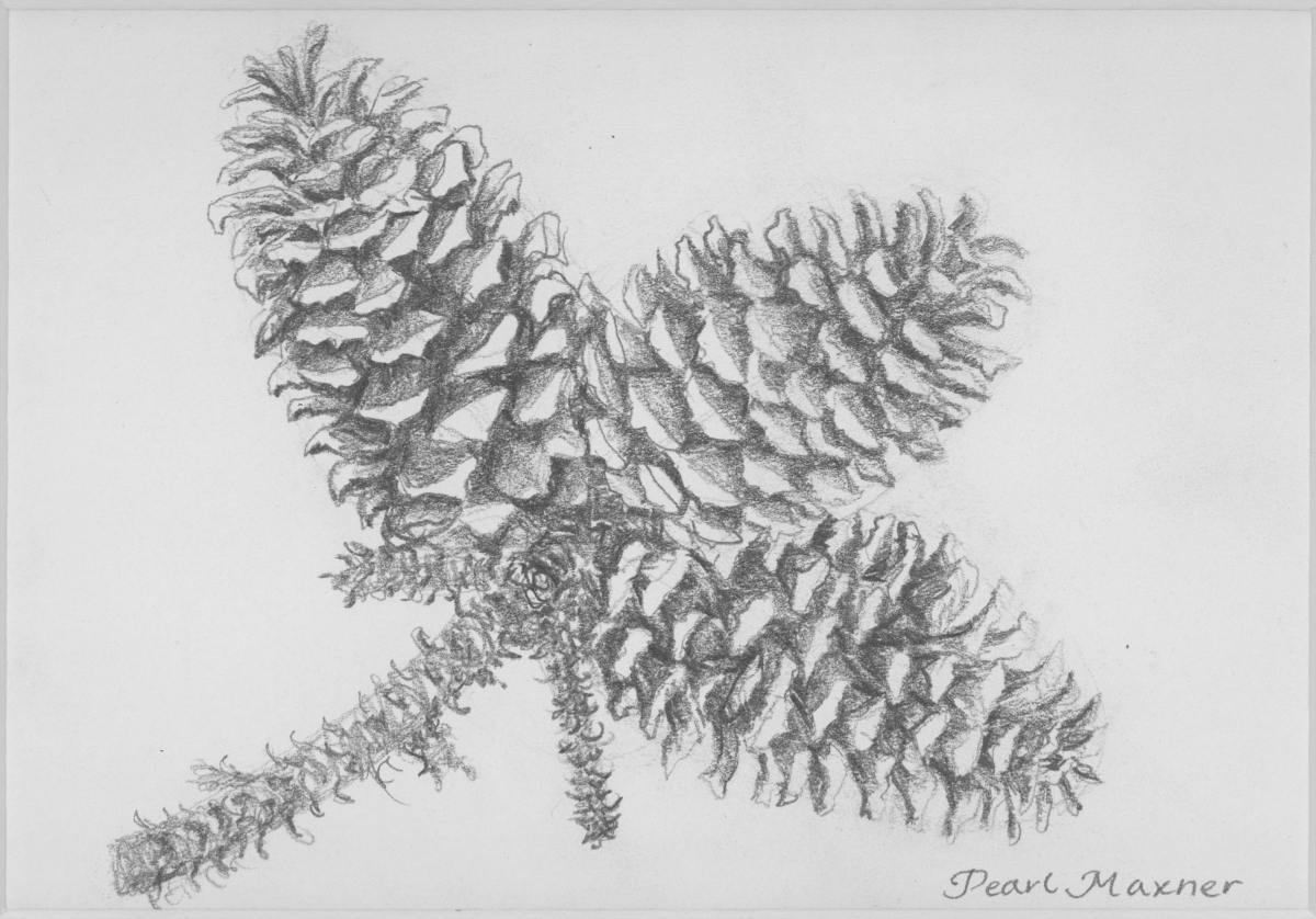 Pine Cones