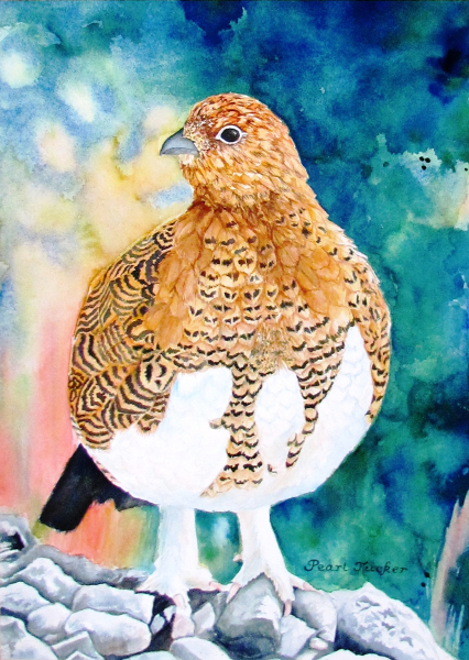Ptarmigan