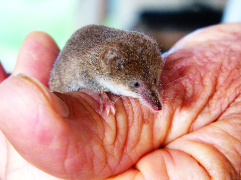 Shrew In Hand
