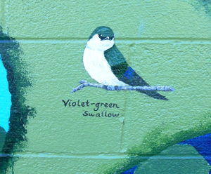Violet-green Swallow