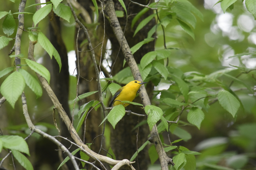 Yellow Warbler